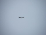A lonely Eagel at Rongesund