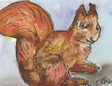 ACEO Red Squirril  SOLD
