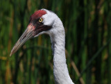  whooping crane