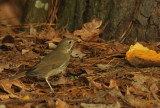 Hermit Thrush & Sweet Potato