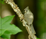 Juvie Titmouse