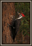 011008 Pileated
