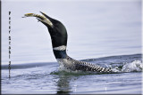 Loon Mouthful.jpg