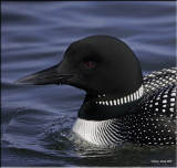 Loon Portrait.jpg