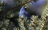 Indigo Bunting.jpg