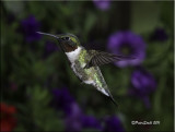 hummer3.jpg