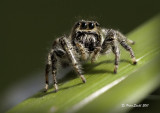 Jumping Spider.jpg