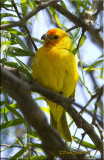 Saffron Finch.jpg