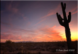 Desert Sunset Arizona.jpg