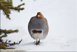 Grey Partridge.jpg