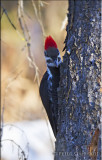 Pileated Woodpecker Female.jpg