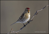 Redpoll.jpg