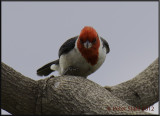 Red Crested Cardinal.jpg