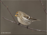 Hoary Redpoll.jpg