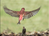 Purple Finch Mating Display and Dance.jpg