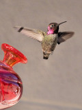 Hummingbird 08.jpg
