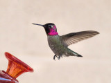 Hummingbird 11.jpg