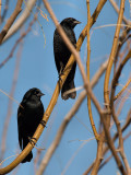 Blackbirds.jpg
