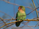 Lovebird 02.jpg