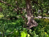 A Couple Of Apple ? Trees In The Garden