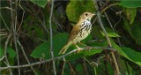 Ovenbird (Seiurus aurocapillus)