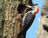 Red-Bellied Woodpecker - Female