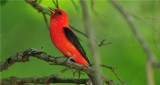 Scarlet Tanager - Male (Piranga olivacea)