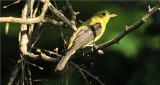 Summer Tanager - Female (Piranga rubra)