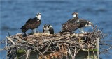 Osprey