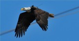 Bald Eagle w/ Solar GPS