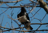 Pied Crow