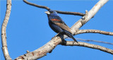 Blue Grosbeak