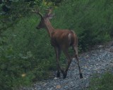 Whitetail 6 pt. Buck