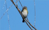 Red-eyed Vireo