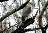 Coopers Hawk (Accipiter cooperii)