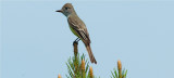 Great Crested Flycatcher (Myiarchus crinitus)