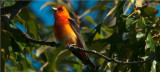 Scarlet Tanager Male - Orange Variant