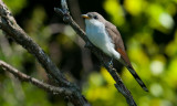 Yellow-billed Cuckoo