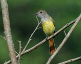 Great Crested Flycatcher 