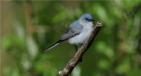 Blue-Gray Gnatcatcher 