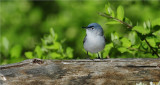 Blue-Gray Gnatcatcher 