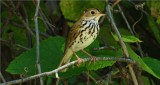 Ovenbird 