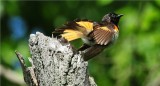 American Redstart