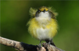 White-Eyed Vireo 