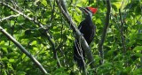 Pileated Woodpecker 