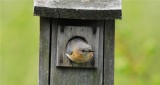 Eastern Bluebird 