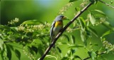 Northern Parula