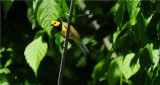 Hooded Warbler 