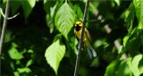 Hooded Warbler 