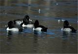 Ring-Necked Ducks